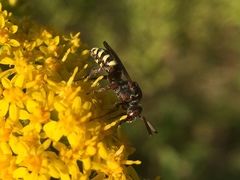 Nomada vicina