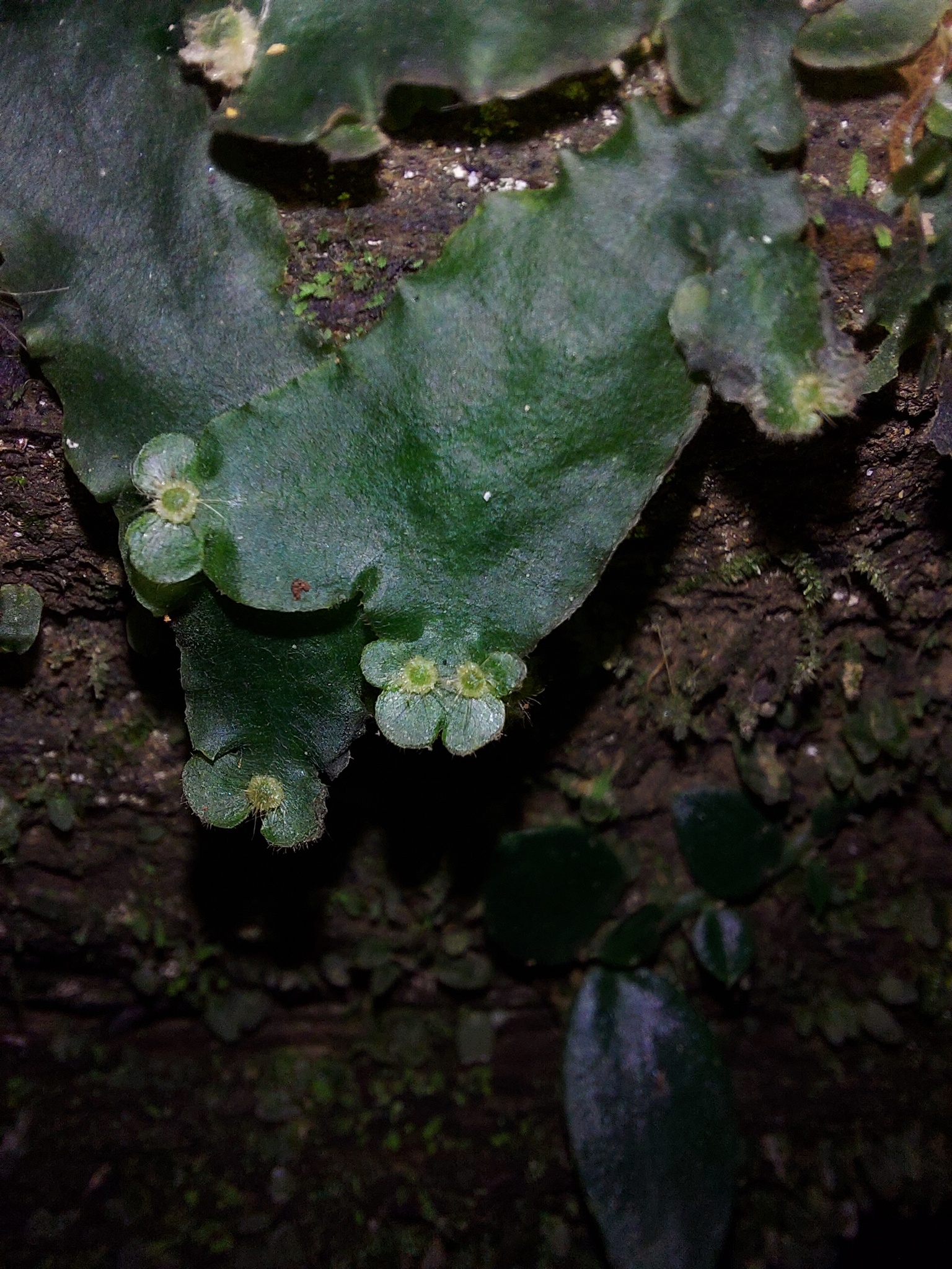 Dumortiera hirsuta — ảnh 3