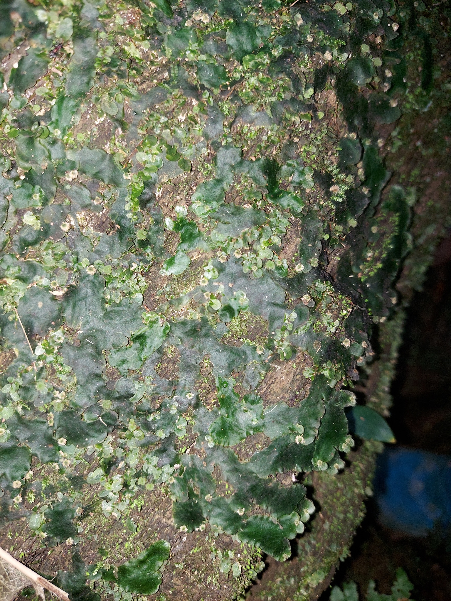 Dumortiera hirsuta — ảnh 2