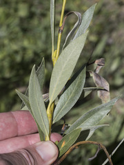 Salix orestera