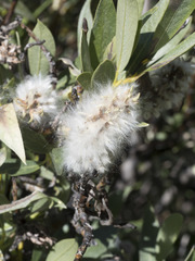 Salix orestera