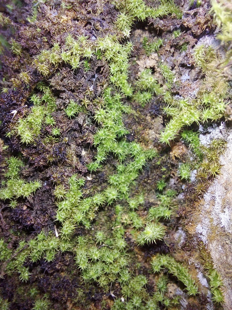 Aerobryopsis deflexa (Aerobryopsis deflexa)