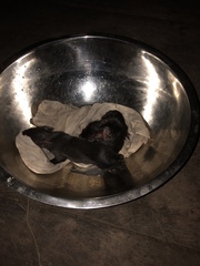 Dasyprocta fuliginosa