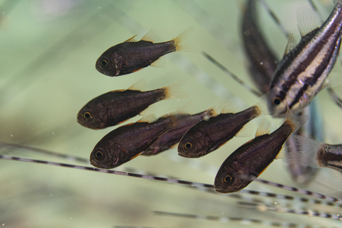 Brownline siphonfish (Siphamia fuscolineata) — Apogonidae — 5