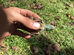 Uracentron flaviceps