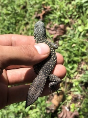 Uracentron flaviceps