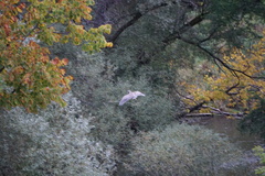Nycticorax nycticorax
