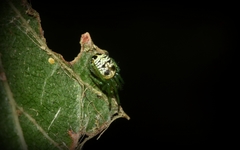 Bijoaraneus praesignis