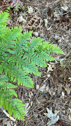 iNaturalist observation photo of Hairy brackenfern