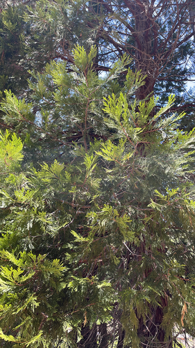 iNaturalist observation photo of California incense-cedar