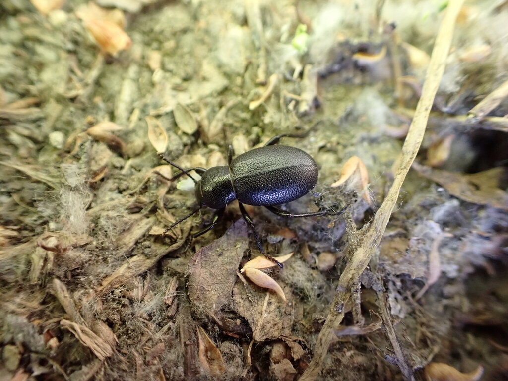 Eleodes bishopensis