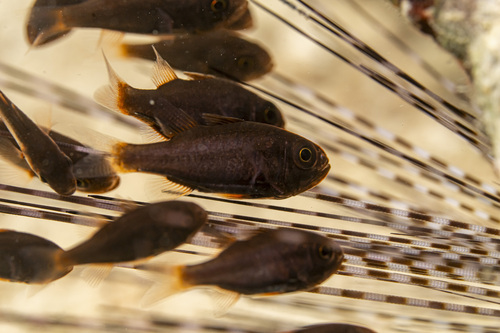 Brownline siphonfish (Siphamia fuscolineata) — Apogonidae — 4