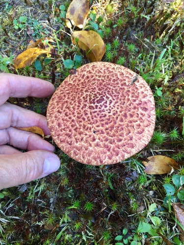 Painted Suillus — photo 1