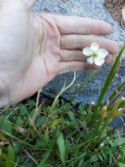 Parnassia palustris