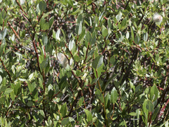 Salix planifolia