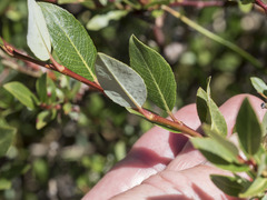 Salix planifolia
