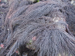 Gracilaria chilensis