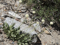 Eriogonum latens