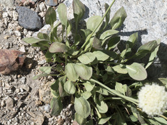 Eriogonum latens