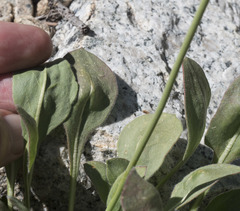 Eriogonum latens