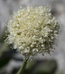 Eriogonum latens