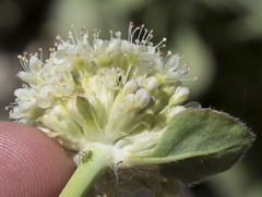 Eriogonum latens