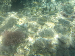 Oblada melanurus