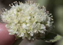 Eriogonum latens