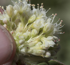 Eriogonum latens