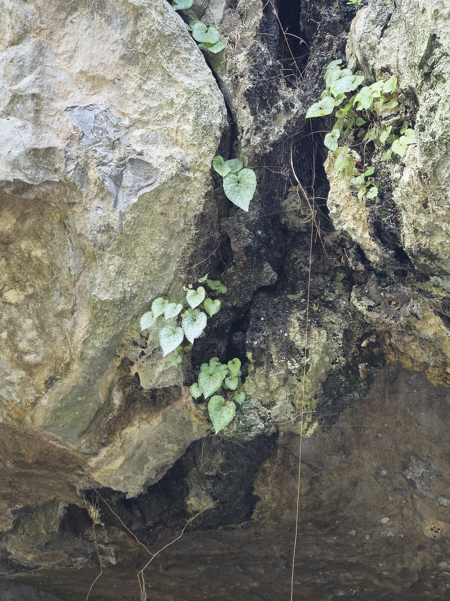 Begonia bataiensis (Begonia bataiensis)