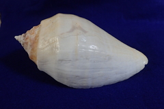 Titanostrombus galeatus