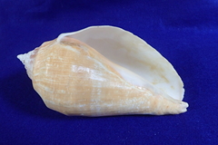 Titanostrombus galeatus