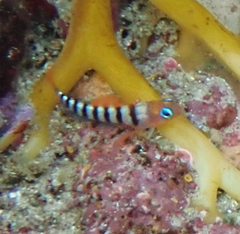 Notoclinops segmentatus