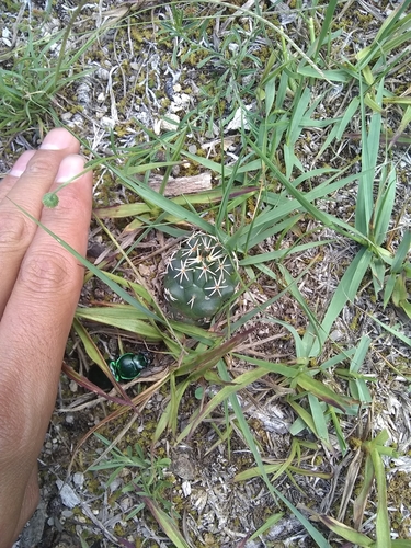 Coryphantha georgii
