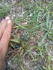 Coryphantha georgii