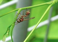 Ropalidia hongkongensis