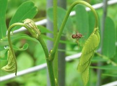 Ropalidia hongkongensis