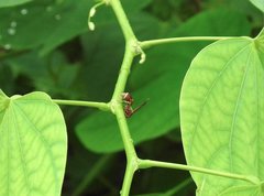 Ropalidia hongkongensis