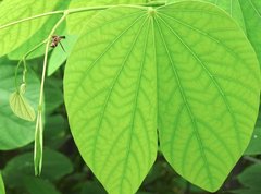 Ropalidia hongkongensis