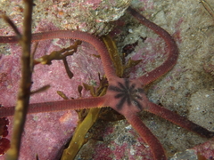 Ophiopsammus maculata