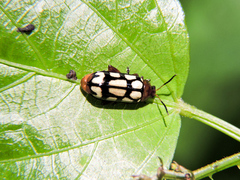 Disonycha scriptipennis