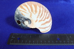 Nautilus pompilius