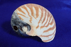 Nautilus pompilius