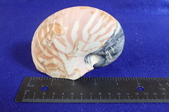 Nautilus pompilius
