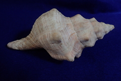 Pleuroploca trapezium