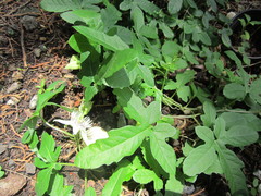 Passiflora bryonioides