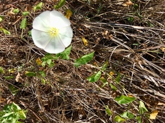 Calystegia macrostegia macrostegia