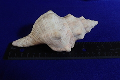 Pleuroploca trapezium