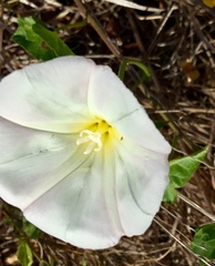 Calystegia macrostegia macrostegia