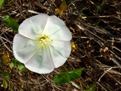 Calystegia macrostegia macrostegia